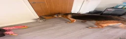 Maine Coon cats for sale: Absolutely Stunning Silver Maine Coon Kitten TICA - Advert 8
