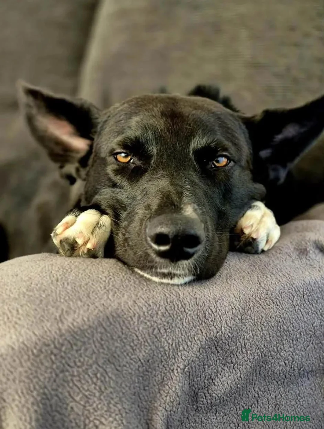 Mixed Breed dogs for adoption: Buddy - Advert 1