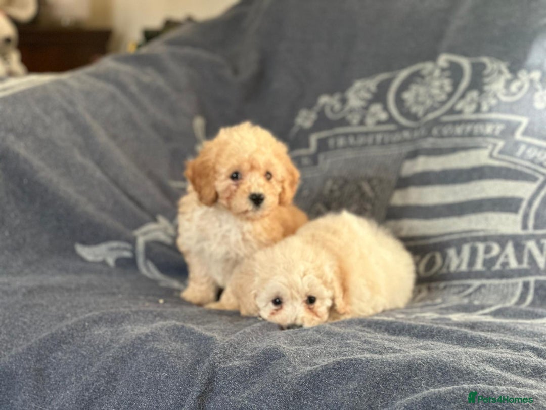 Poochon dogs for sale: Superb litter of Poochon's  - Advert 7