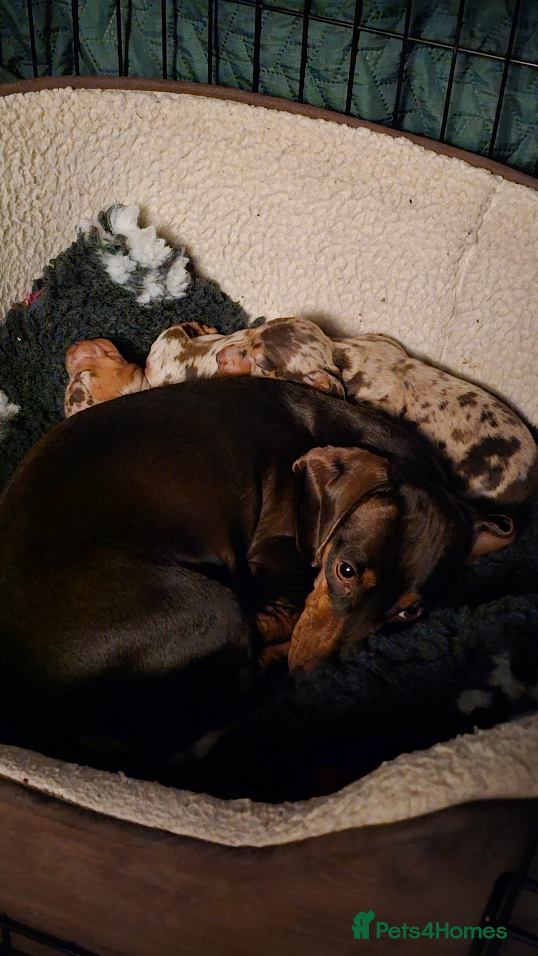Miniature Dachshund dogs for sale: Two Beautiful Boys - Advert 15
