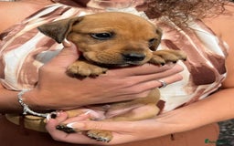 Dobermann dogs for sale: Doberman puppies for sale - Image 5