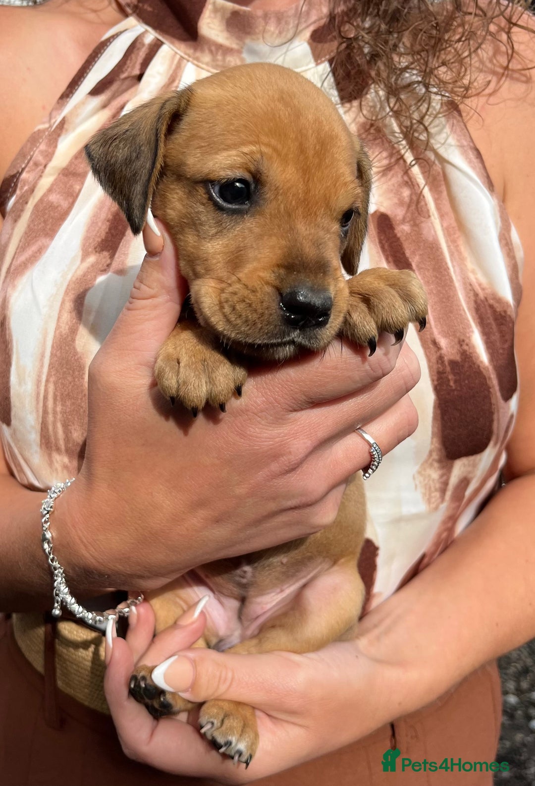 Dobermann dogs for sale: Doberman puppies for sale - Image 5