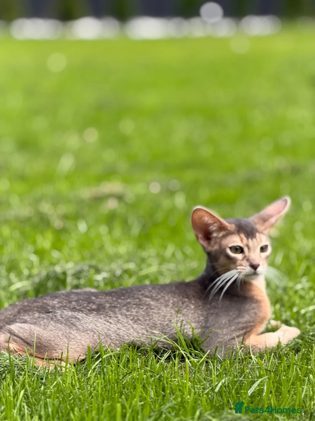Abyssinian cats for sale:     Gorgeous kittens from champion parents 😽 - Advert 1