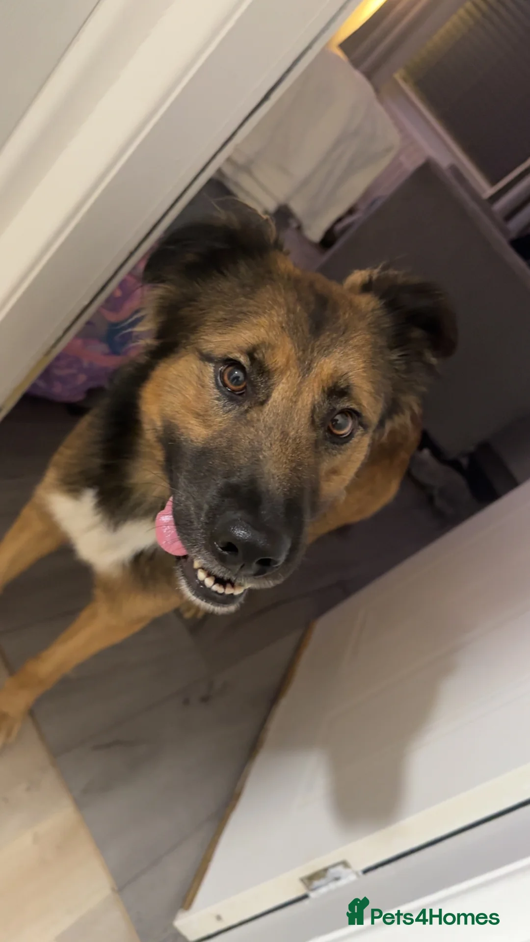 Mixed Breed dogs for sale: German shepherd  - Advert 2