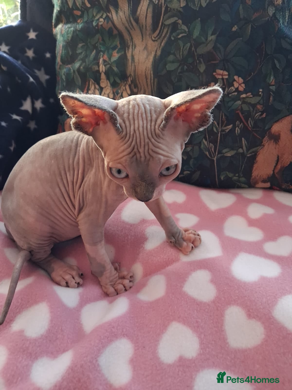 Sphynx cats Sphynx kittens - Advert 16