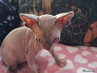 Sphynx cats Sphynx kittens - Advert 16