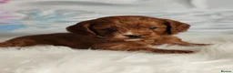 Cavapoo dogs for sale:  Beautiful Cavapoo  - Advert 18