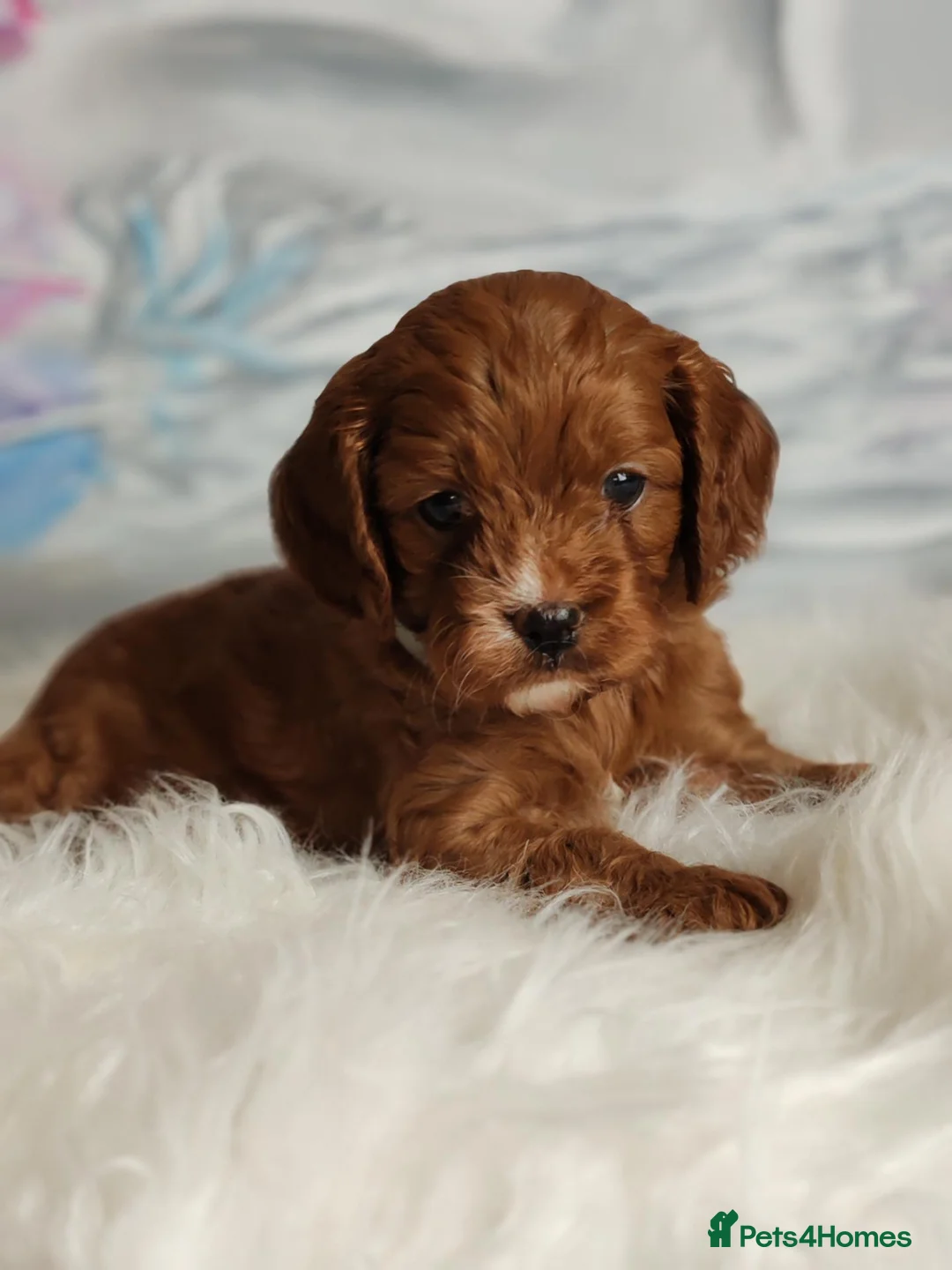 Cavapoo dogs for sale:  Beautiful Cavapoo  - Advert 18