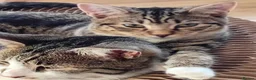 Mixed Breed cats for adoption: Sweet kittens looking for their forever homes - Advert 6
