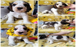 Cocker Spaniel dogs for sale: KC English Show Type Cocker Spaniel Puppies  - Image 7