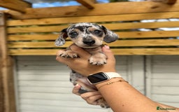 Miniature Dachshund dogs for sale: KC Registered Gorgeous Silver & Tan Dapple Girl  - Image 4