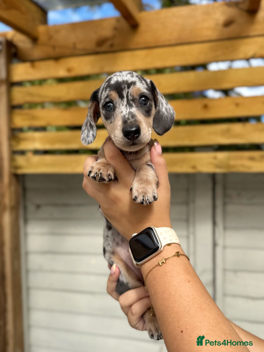 Miniature Dachshund dogs for sale: KC Registered Gorgeous Silver & Tan Dapple Girl  - Image 4