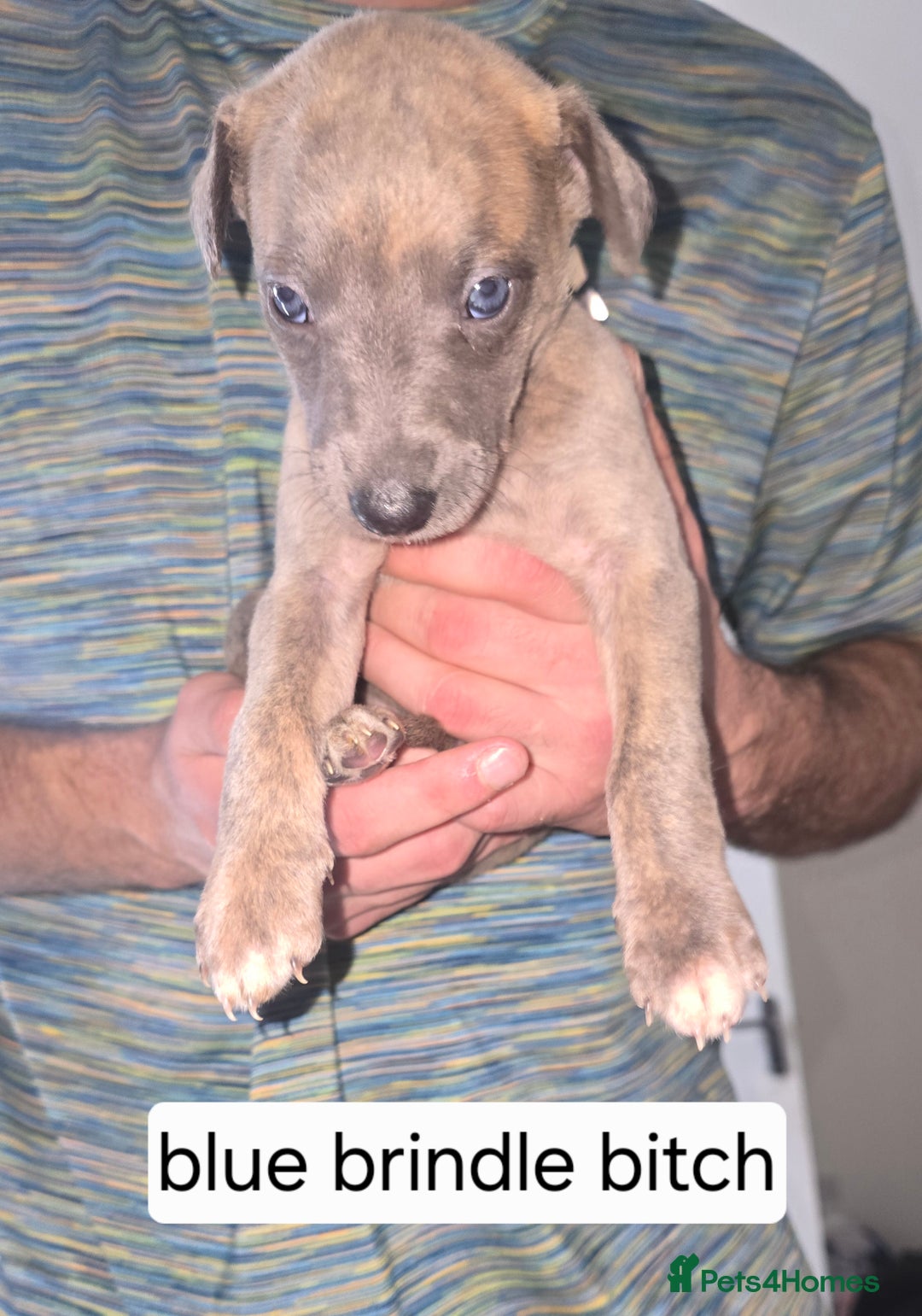 Whippet dogs for sale: CHAMPION SHOW BLOOD KC WHIPPET PUPS - Image 5