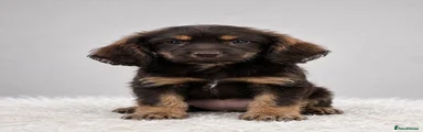 Mixed Breed 3