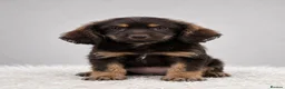 Mixed Breed dogs for sale: Adorable puppies for sale - Advert 8