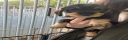Dachshund dogs for sale: Wired Hair Dachshund Teckle Puppies - Advert 4