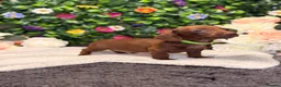 Dachshund dogs for sale: Standard Dachshund Puppies - READY NOW - Advert 27