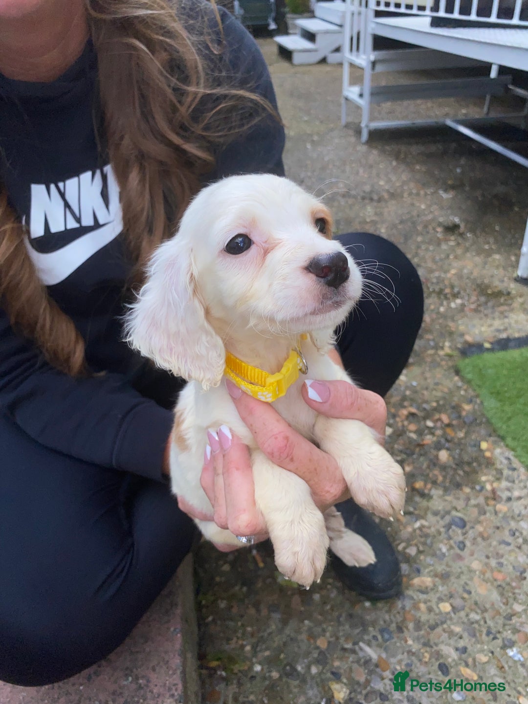 Cocker Spaniel dogs for sale: Cocker spaniel puppies  - Image 3