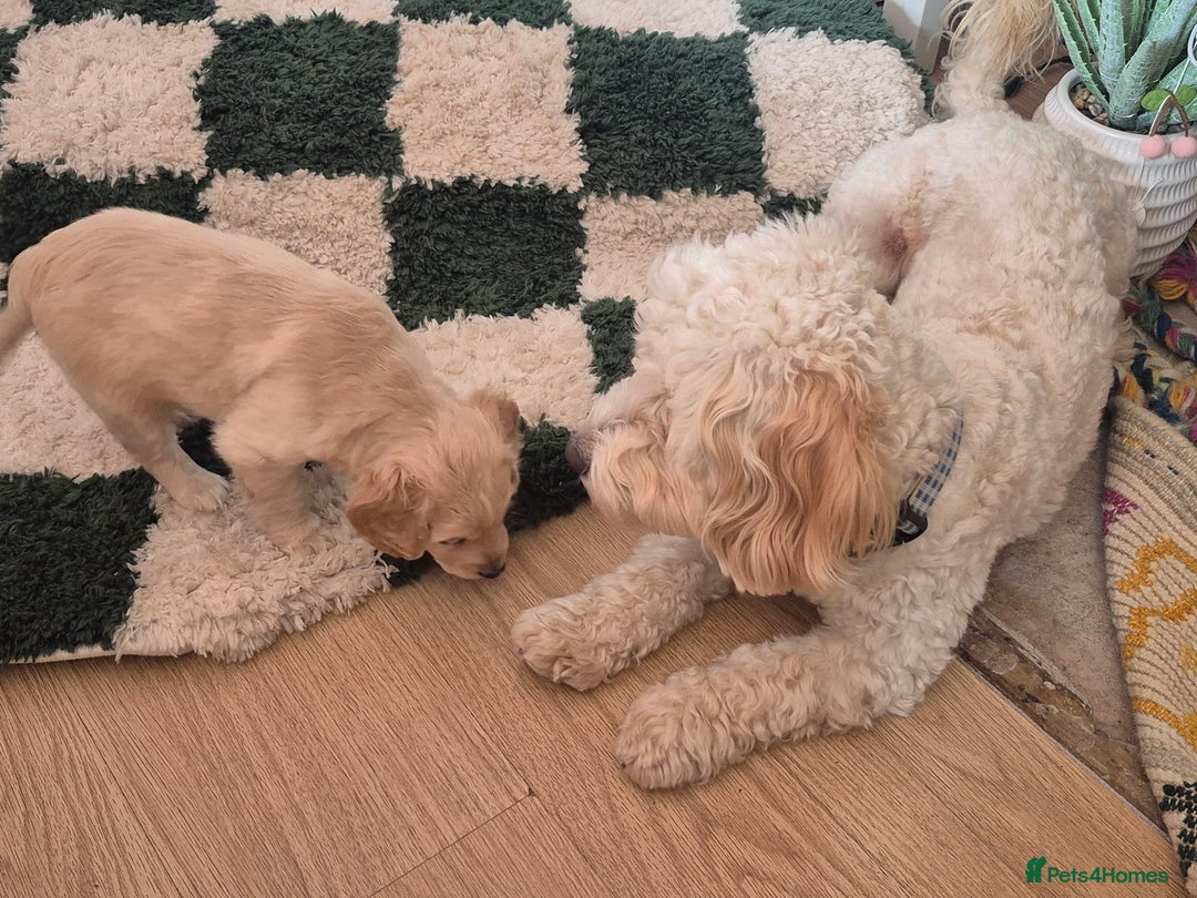 Cockapoo dogs for sale: Handsome Cockapoo Alpha Boy 8 weeks old  - Image 5