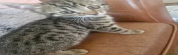 Bengal cats for sale: 🐾 Beautiful Bengal Girl Kittens - available now🐾 in Reading - Advert 10
