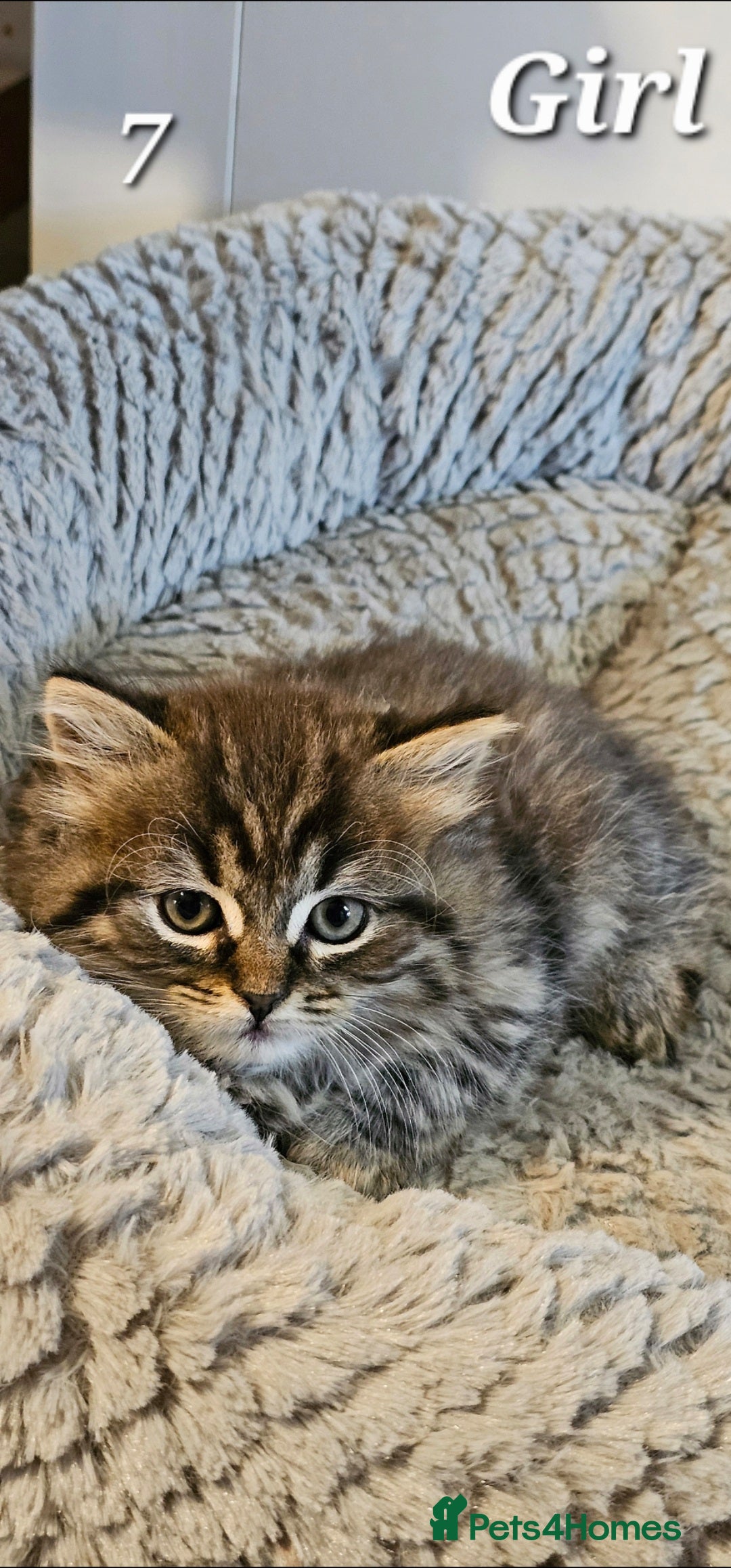 Scottish Fold cats for sale: Adorable scotish fold few straight ears kittens  - Image 3