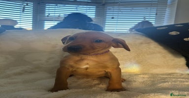 Labrador Retriever dogs - Advert 9