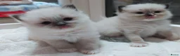 Ragdoll cats for sale: Raised with Love, looking for Forever homes - Advert 16