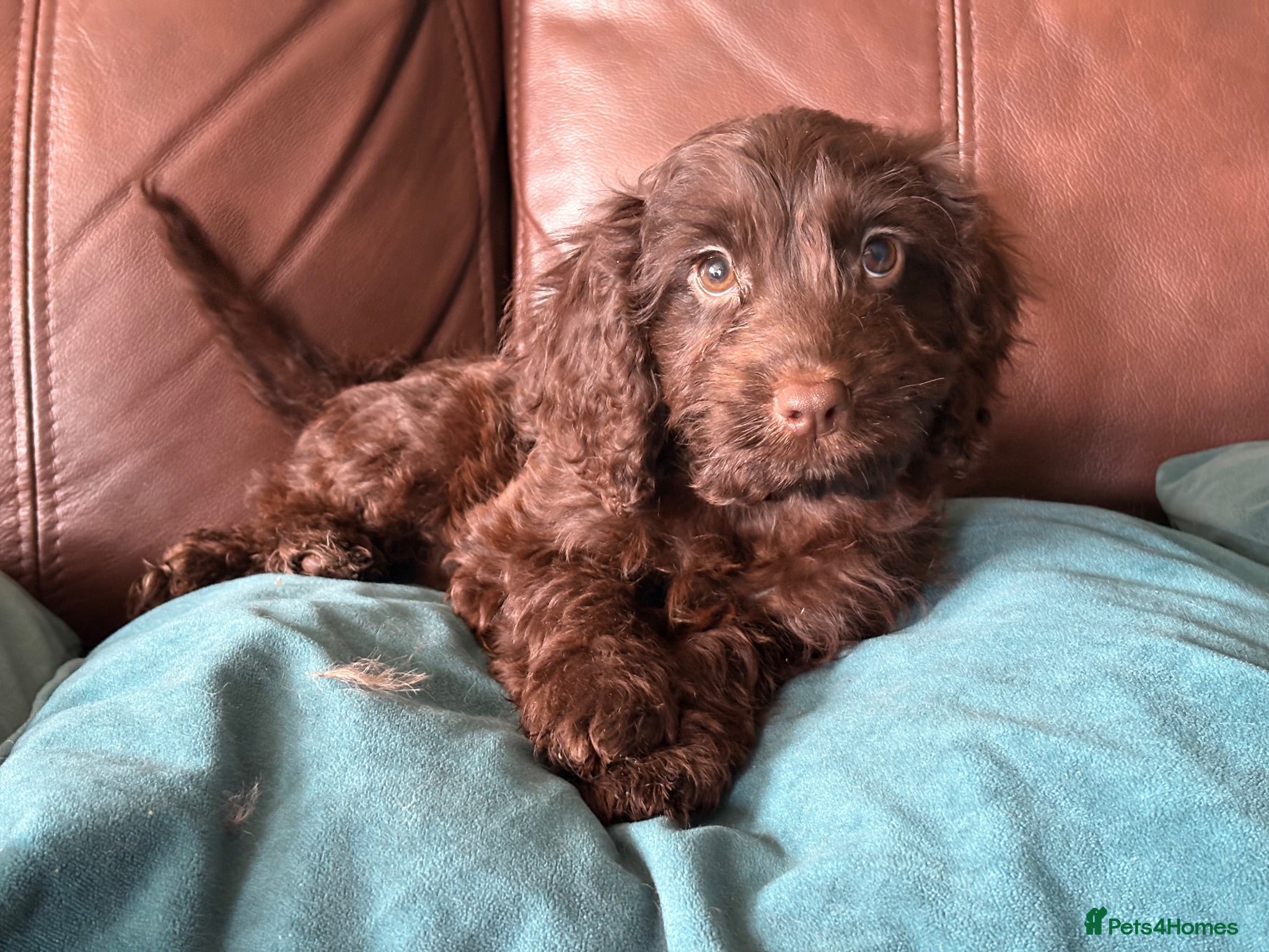 Cockapoo dogs Chocolate Cockapoo Pups - Advert 1
