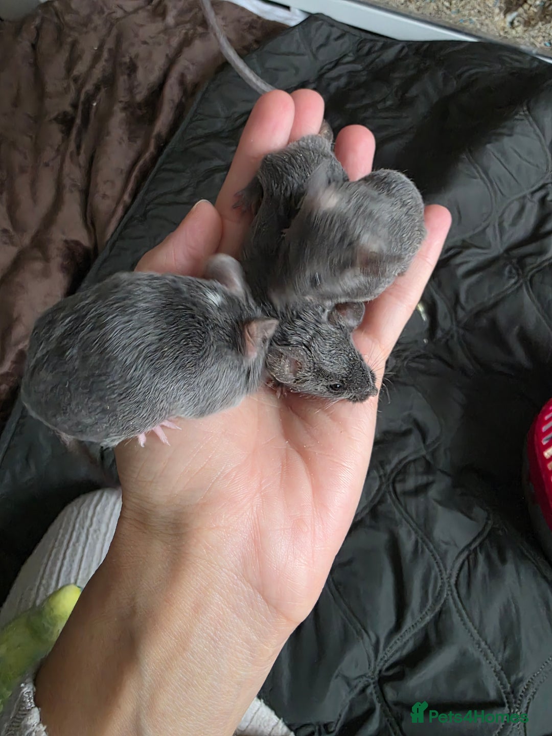 Mouse rodents for sale: 2 boys available  - Advert 7