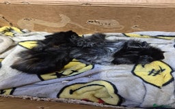 Guinea Pig rodents for sale: Pair of Bonded Baby Male Guinea Pigs For Sale  - Image 5