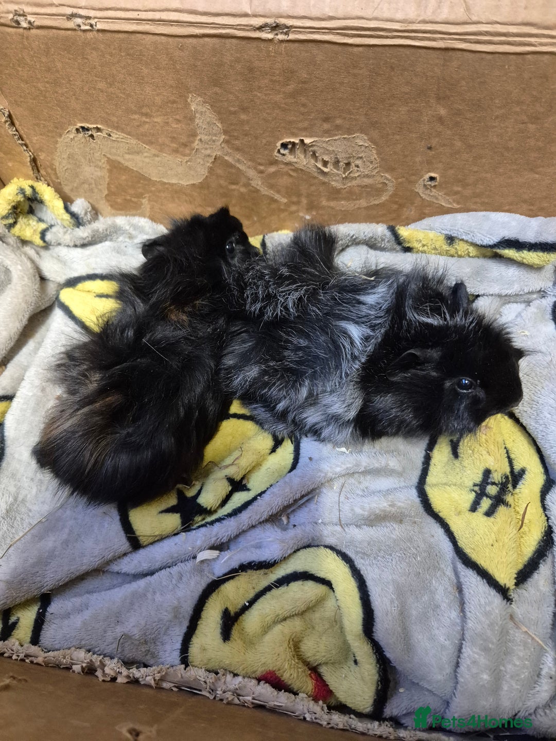 Guinea Pig rodents for sale: Pair of Bonded Baby Male Guinea Pigs For Sale  - Image 5