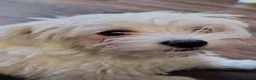Maltese dogs for sale: Little princess  - Advert 8