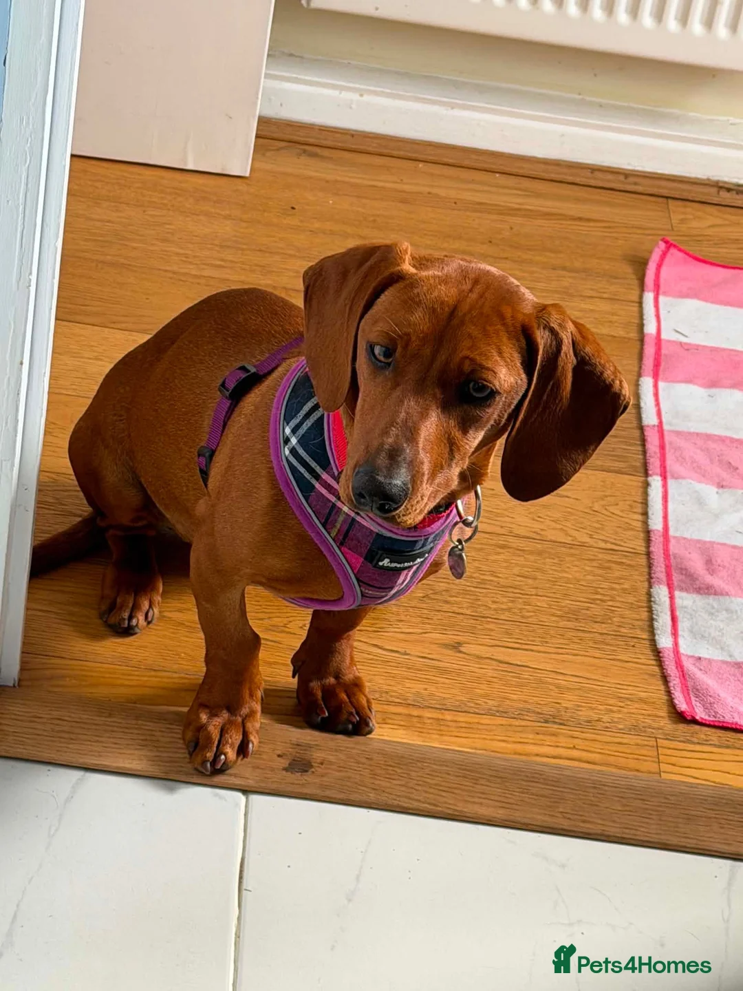 Mixed Breed dogs for adoption: Beautiful Bianca looking for love - Advert 1
