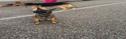 Belgian Shepherd Dog dogs for sale: 9 month old female belgium malinois  in Birkenhead - Advert 5