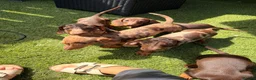 Miniature Dachshund dogs for sale: Beautiful litter of 5 Dachshund puppies  - Advert 13