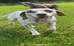 German Shorthaired Pointer dogs for sale: Braque Du Bourbonnais 🇫🇷 French Pointer - Image 12