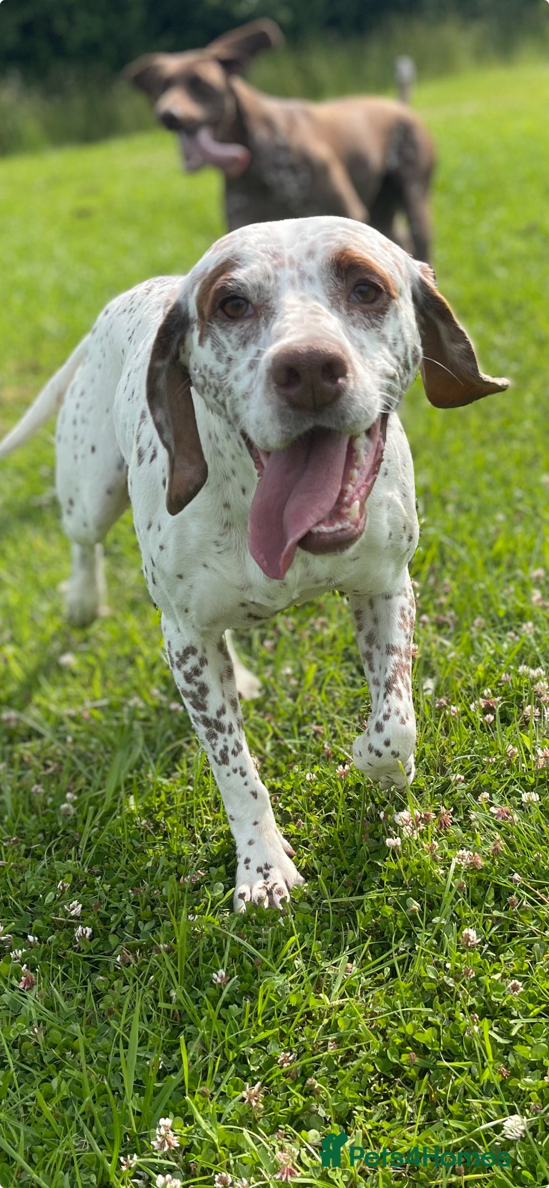 German Shorthaired Pointer dogs for sale: Braque Du Bourbonnais 🇫🇷 French Pointer - Image 12