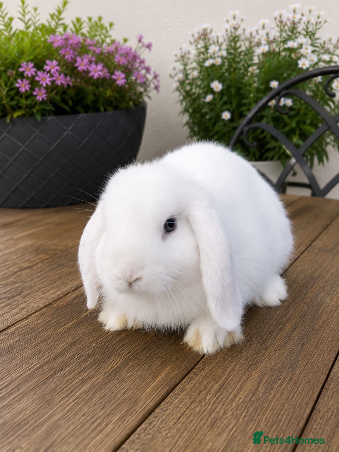Mini Lop rabbits Minilop bunnies  - Advert 2