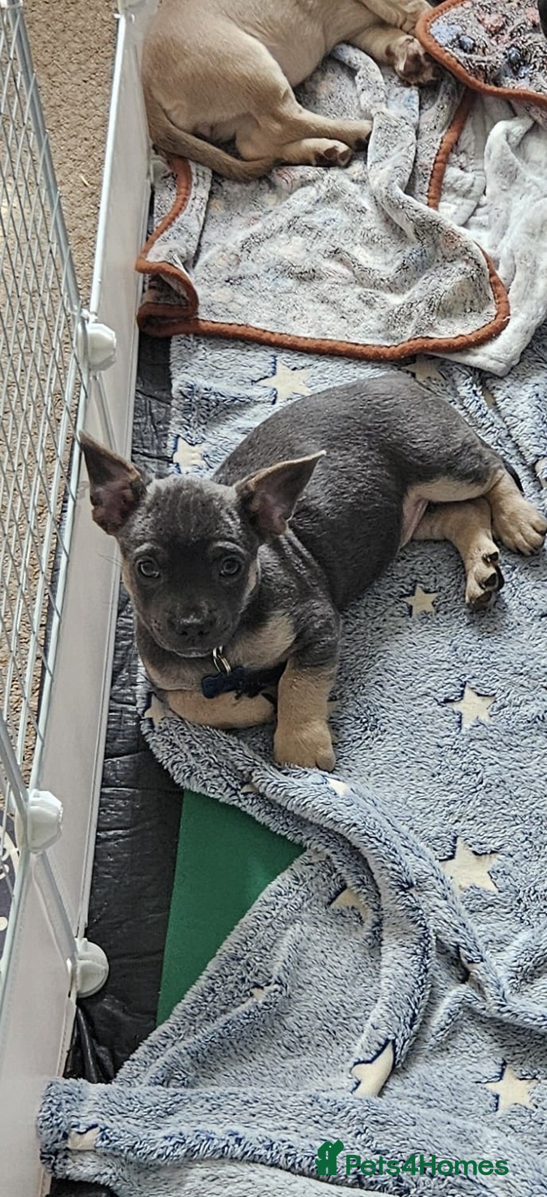 Mixed Breed dogs for sale: 🐶 Lovely Frenchie x Chihuahua Puppies - Image 16