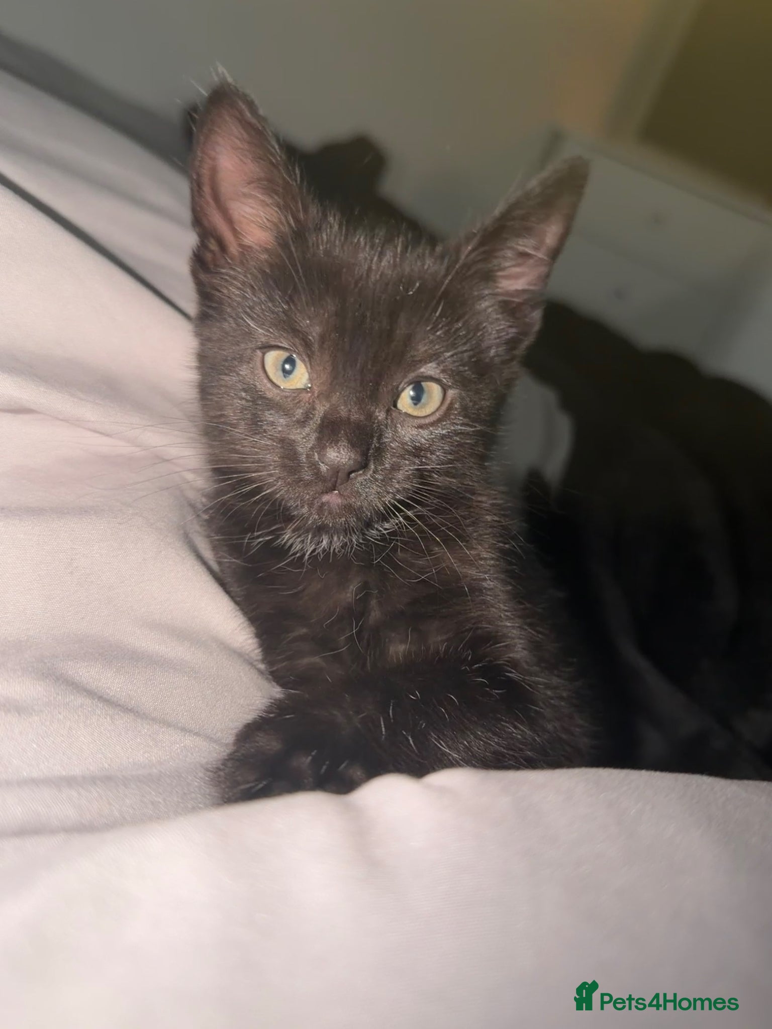 Mixed Breed cats Mixed Breed - Advert 1