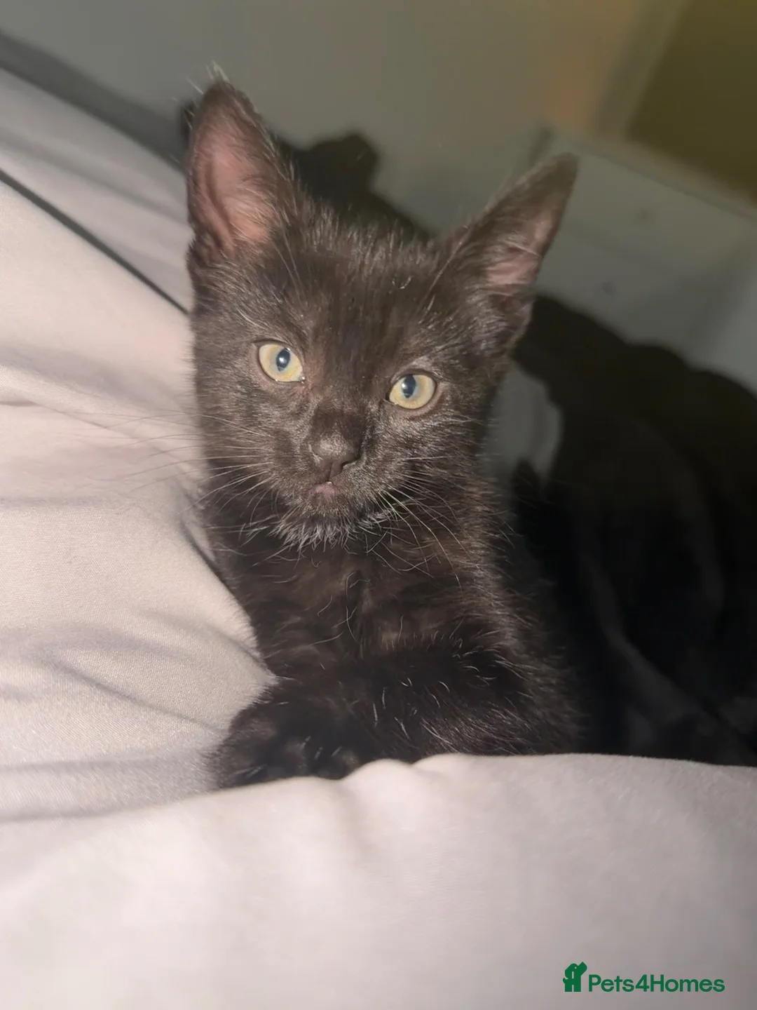 Mixed Breed cats for sale: Mixed Breed in Bracknell - Advert 1