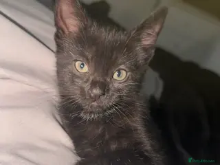 Mixed Breed cats Mixed Breed - Advert 8