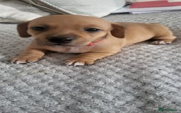 Mixed Breed dogs for sale: 1 Jack Russell x mini dashound puppies £800 - Image 8