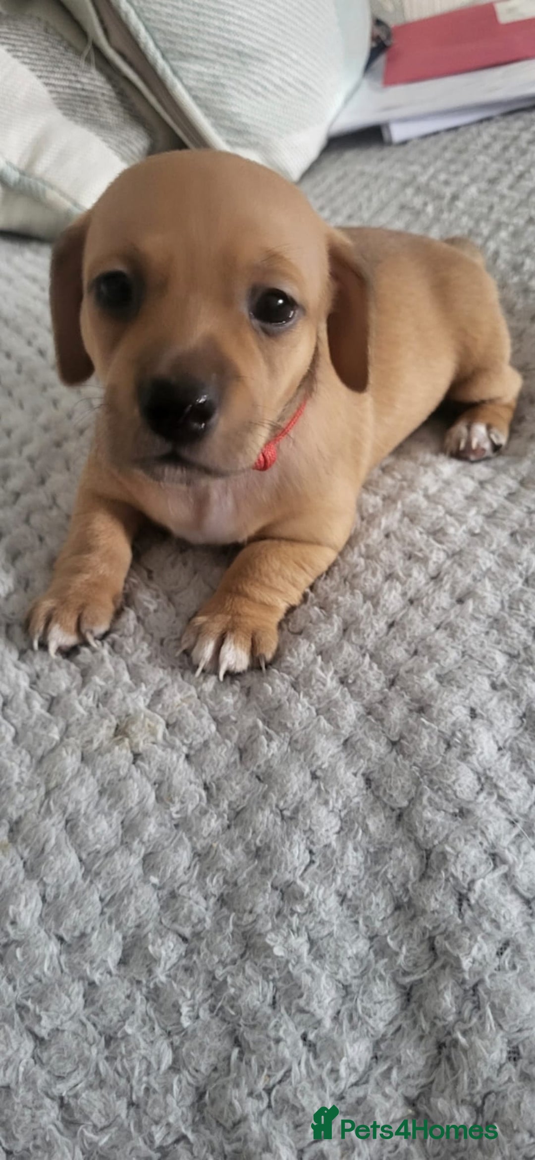 Mixed Breed dogs for sale: 1 Jack Russell x mini dashound puppies £800 - Image 8