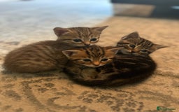 Domestic Shorthair cats for sale: Gorgeous little tabby girl - ready to go - Image 1