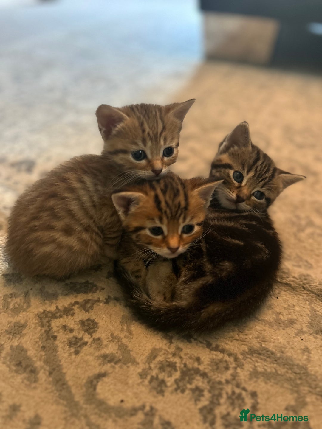 Domestic Shorthair cats for sale: Gorgeous little tabby girl - ready to go - Image 1