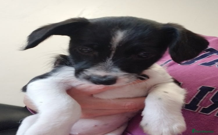 Jackapoo dogs - Advert 1