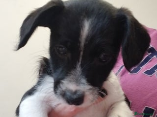 Jackapoo dogs - Advert 24