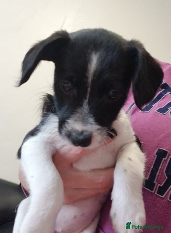 Jackapoo dogs - Advert 1