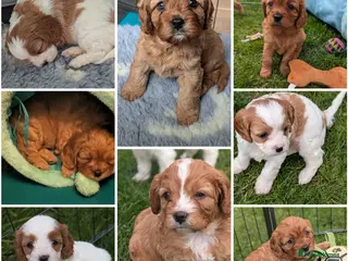Cavapoo dogs F2 Cavapoo Puppies - Advert 14
